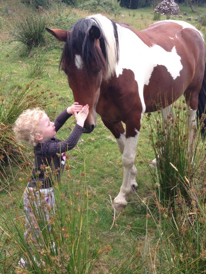 Stay With Your Pet Killarney Buitenkant foto
