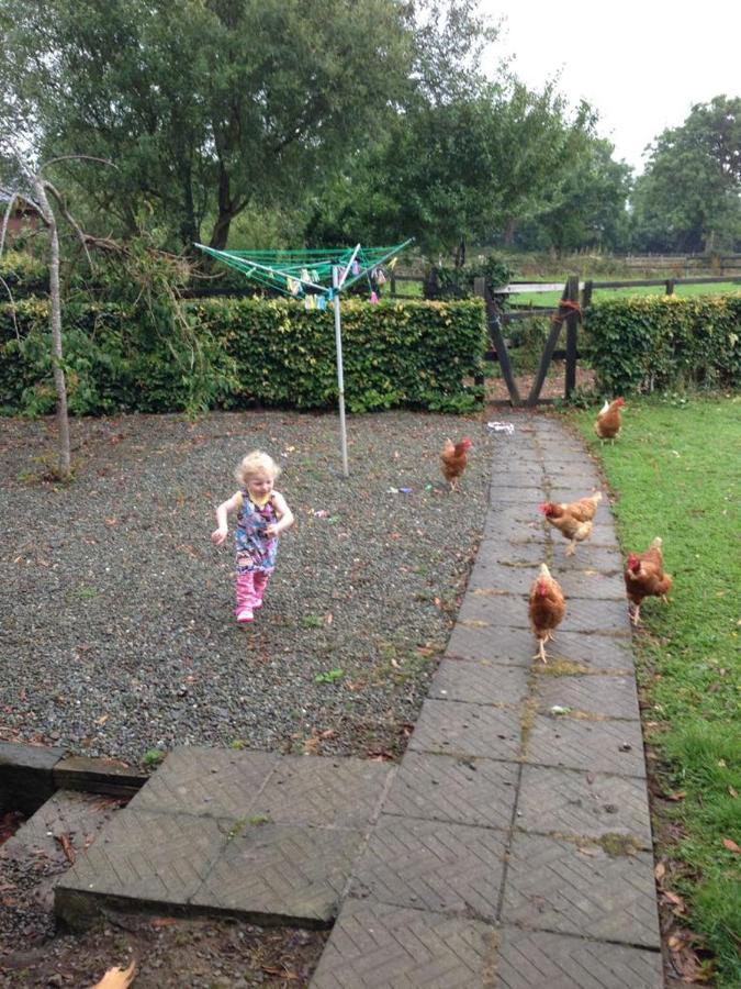 Stay With Your Pet Killarney Buitenkant foto