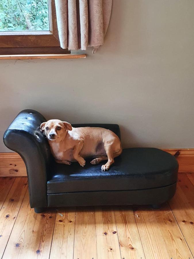 Stay With Your Pet Killarney Buitenkant foto