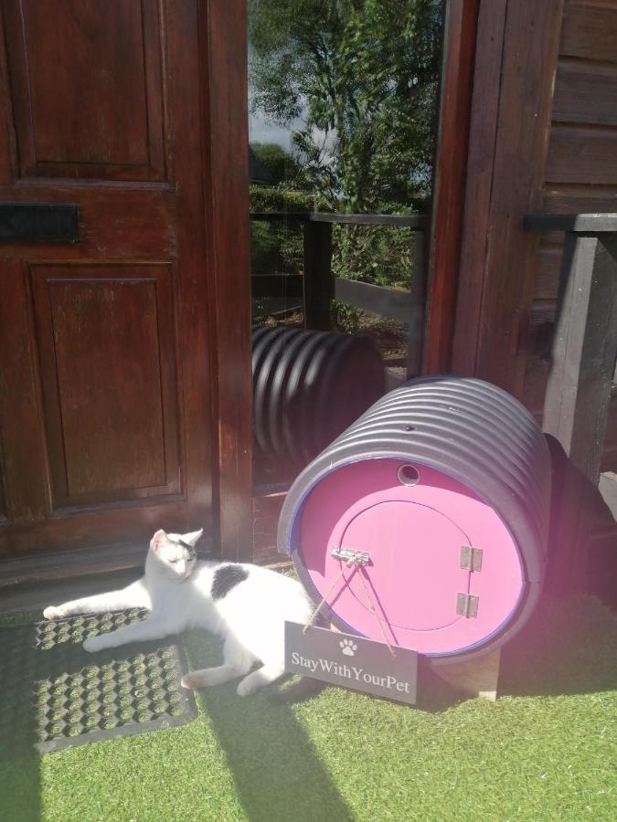 Stay With Your Pet Killarney Buitenkant foto
